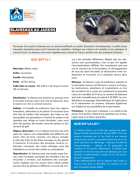 Fiche médiation "Blaireaux au jardin"
